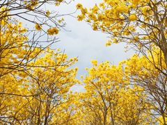 -天适樱花悠乐园
