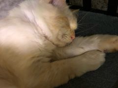 -more than meow吴止猫主题餐厅(承德 中船汇店)