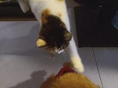 -平行世界·猫咖(首经贸店)