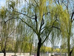 -莲花池公园