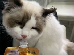 -喵的天空名猫咖啡馆·撸猫·猫舍·用品