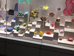 -美国自然历史博物馆