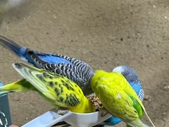 -上海大自然野生昆虫馆(东方明珠·爬宠昆虫探索中心)