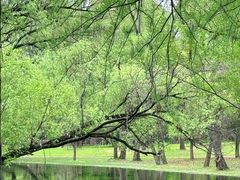 -上海共青森林公园