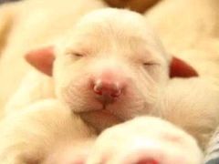 -伟伟宠物医院·CT影像中心·瑞派犬猫综合性门诊(汉口总院)