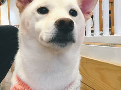 -豆柴町-柴犬主题狗咖(红鼎国际C座店)