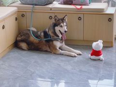 -芭比堂动物医院·CT·微创中心(新顺分院)