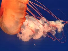 -萌宠奇缘(荣鼎店)