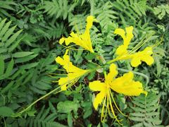 -黄海国家森林公园