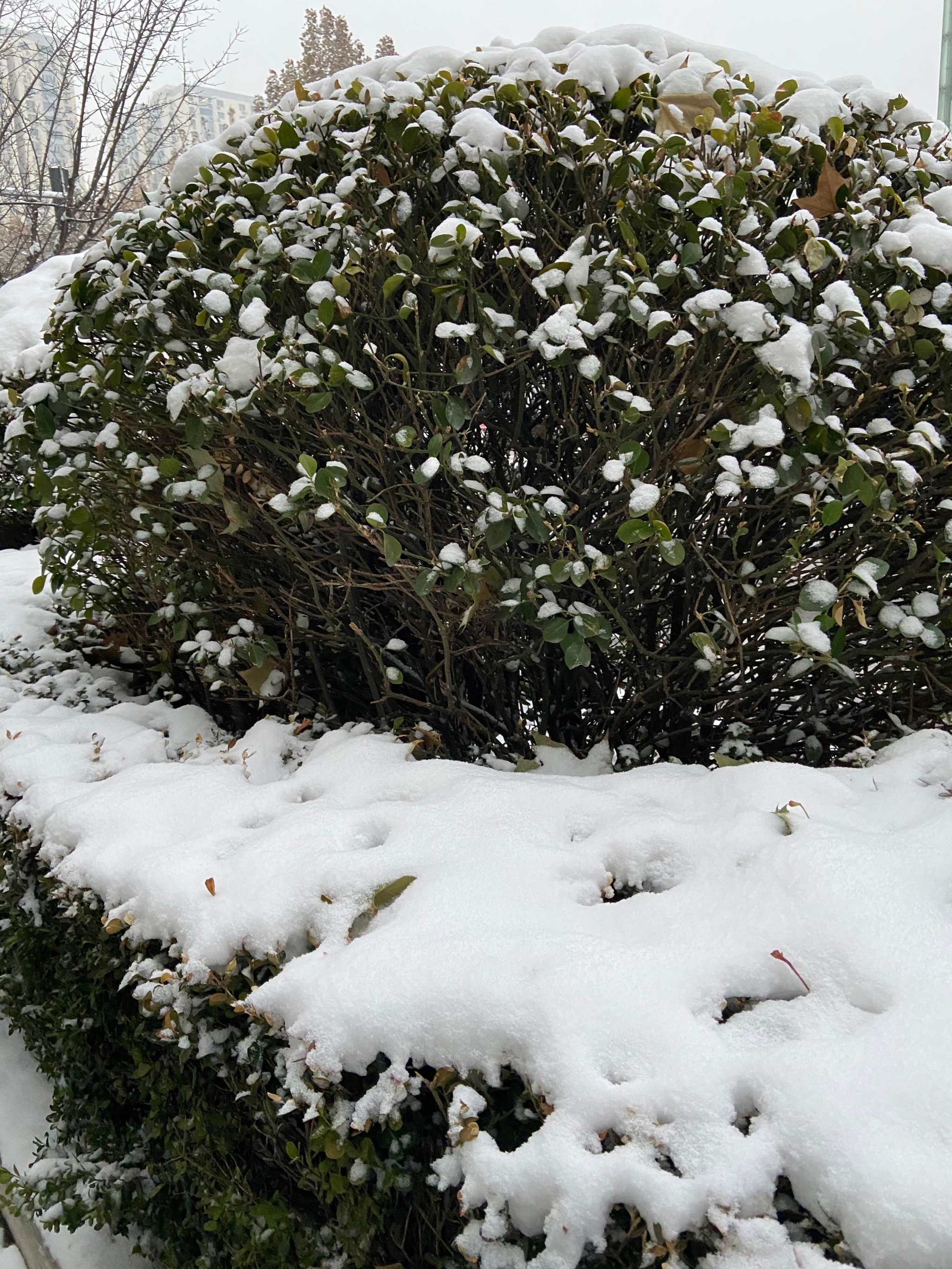 下雪照片心情图片