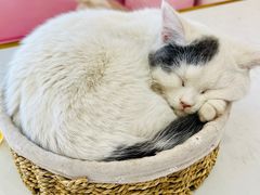 -Sweet cat·星愿猫咖(国贸大厦店)