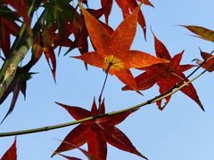 -田野绿世界