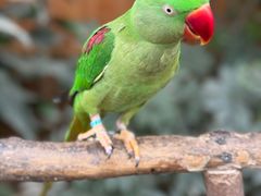 -南宫五洲植物乐园