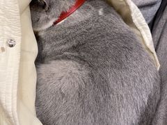 -宠爱国际动物医院·消化内科·心肾内科·ISFM猫友好(望京店)