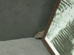 -重庆德庄火锅(体育中心店)
