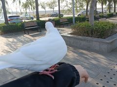 -天津妈祖文化园