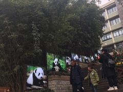 景点-成都大熊猫繁育研究基地