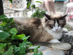 -喵屿·大理花园猫咖