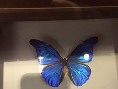 -上海大自然野生昆虫馆