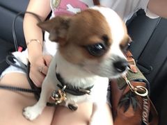 -PETKIT 小佩宠物·低压洗护·美容·寄养(安远店)