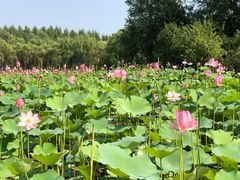 -东郊湿地公园