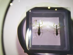 -上海昆虫博物馆