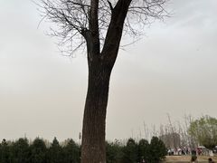 -汉长安城未央宫国家考古遗址公园