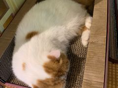 -喵屿·大理花园猫咖