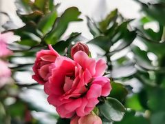 -中环花鸟鱼虫市场