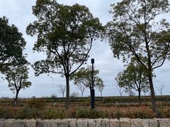 -春花秋色城市公园