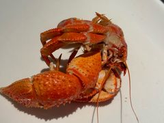 寄居蟹-正黄旗海鲜烧烤大排档(延安路总店)