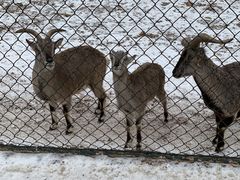 -大连森林动物园