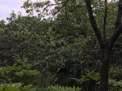 -塘栖枇杷特色园区