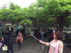 -嘉定紫藤园