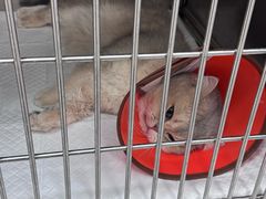 -瑞派康怡24h宠物医院·犬猫医疗中心·微创绝育(瑞景分院)