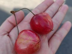 -麦凯乐(开发区店)