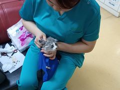 -瑞派天宁宠物医院·猫科·异宠中心