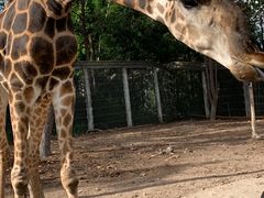 -清迈夜间动物园