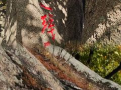 -吉林市朱雀山国家森林公园