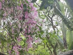 -深圳国际园林花卉博览园