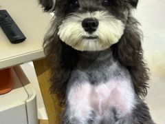 -天使宠物医院·犬猫分诊(彩虹店)