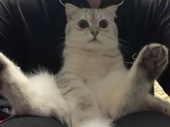-伟伟宠物医院·CT影像中心·瑞派犬猫综合性门诊(汉口总院)