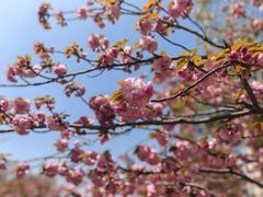 -高东镇樱花园
