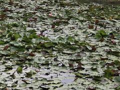 -池杉湖湿地公园