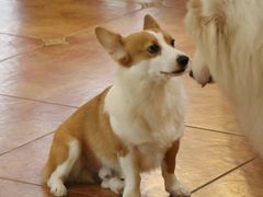 -more than meow吴止猫主题餐厅(承德 中船汇店)