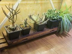 -Rabbit Cafe私房西餐甜点咖啡(栖霞路店)