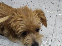 -瑞派康怡24h宠物医院·犬猫医疗中心·微创绝育(瑞景分院)
