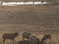 -北京麋鹿生态实验中心