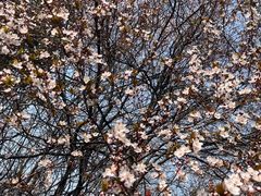-洛阳市隋唐城遗址植物园