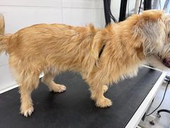 -comecome来吧宠物(奥克斯中心店)